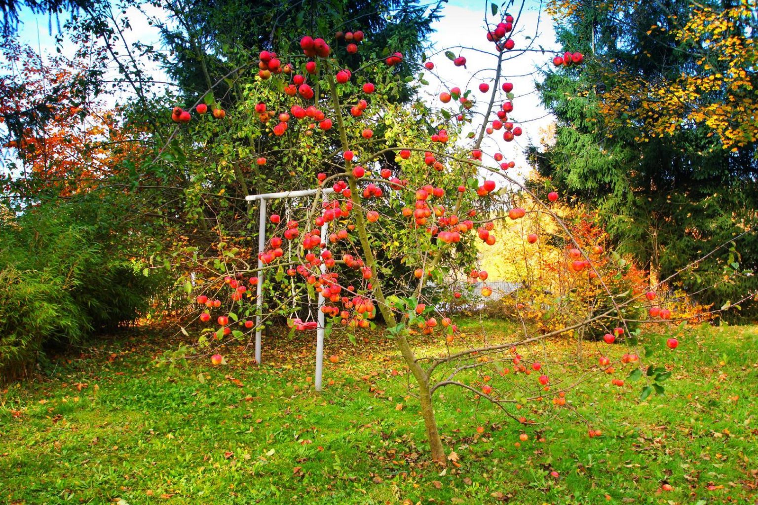 Garten